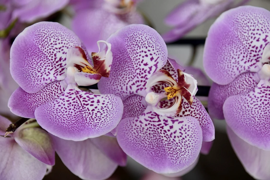 Unele orhidee înfloresc rar / foto: Pixabay