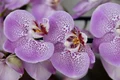 flower 4725816 1280 jpg