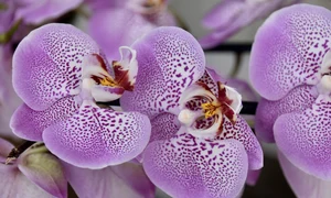 flower 4725816 1280 jpg