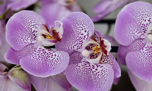 flower 4725816 1280 jpg