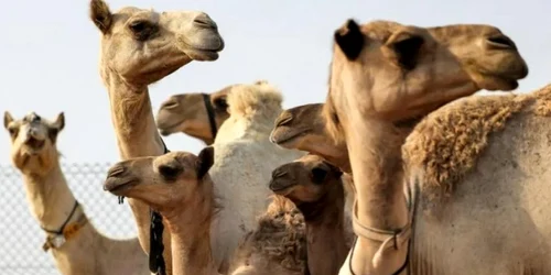 Camile Dubai FOTO AFP
