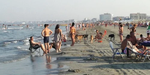 maidanezi haita de caini litoral plaja FOTO CTNews.ro