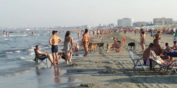 maidanezi haita de caini litoral plaja FOTO CTNews.ro