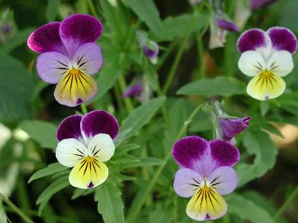 
    Trei fraţi pătaţi. (sursa foto: plantemedicinale.felicitari-virtuale.ro)  