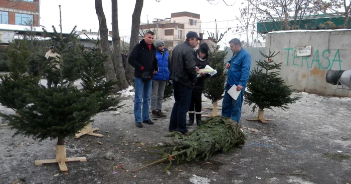 Unii se orientează şi spre crenguţe de brad. FOTO: ADEVĂRUL