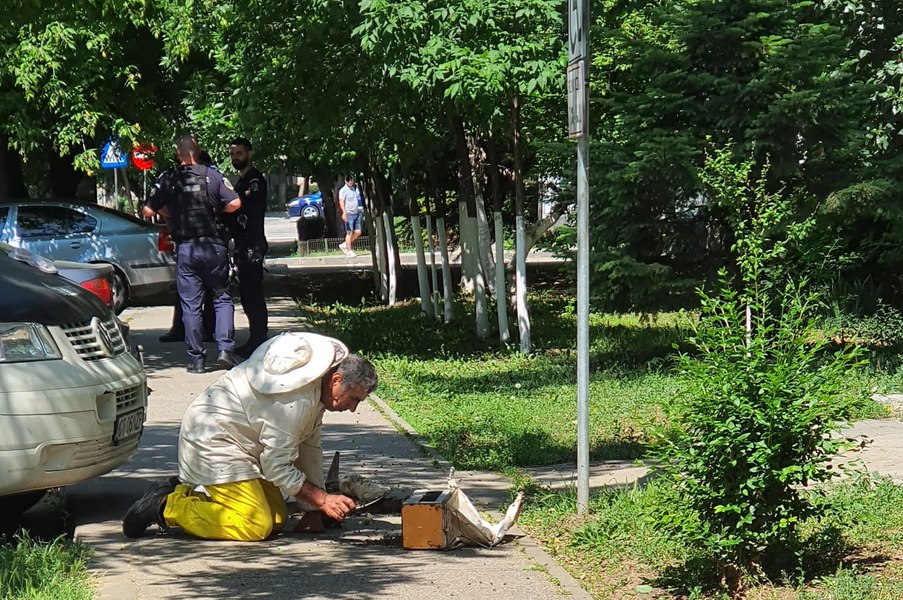 Cât de periculoase sunt roiurile de albine întâlnite în oraș. „Zborul lor e ca o nuntă. Acum, la ele e bucurie” VIDEO