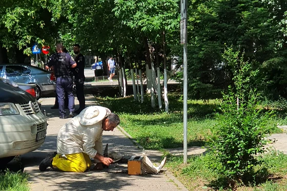 Roiul a fost ridicat de apicultor FOTO: FB/Info Trafic Slatina/Ciprian Obogeanu