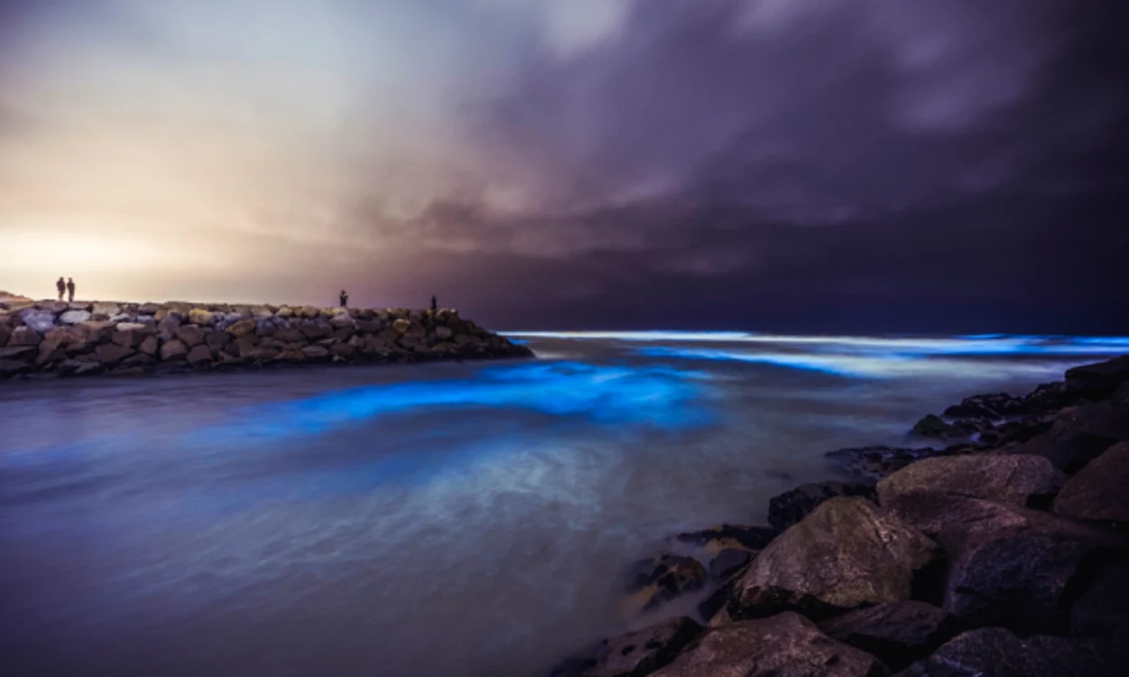 Valurile bioluminescente din sudul Californiei FOTO Twitter