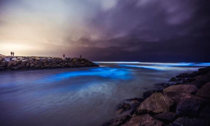 Valurile bioluminescente din sudul Californiei FOTO Twitter