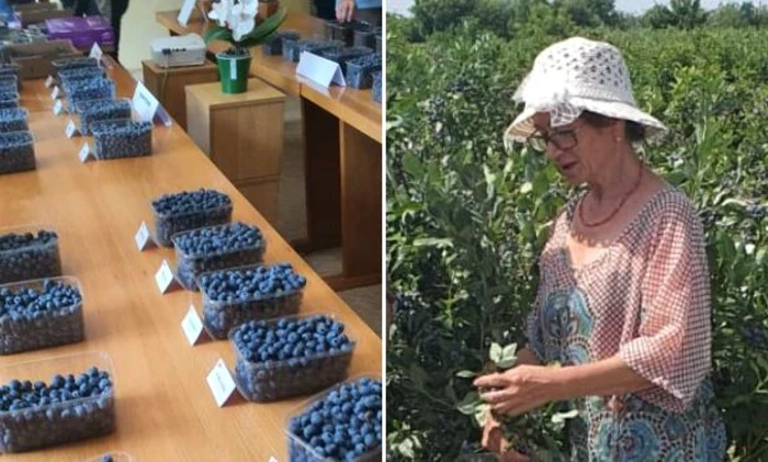 Culles de afine, la Institutul de Cercetare – Dezvoltare pentru Pomicultură Piteşti - Mărăcineni. Foto C. Paşol
