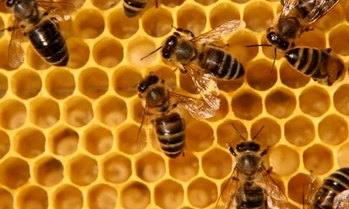 1 56465 original jpg jpeg