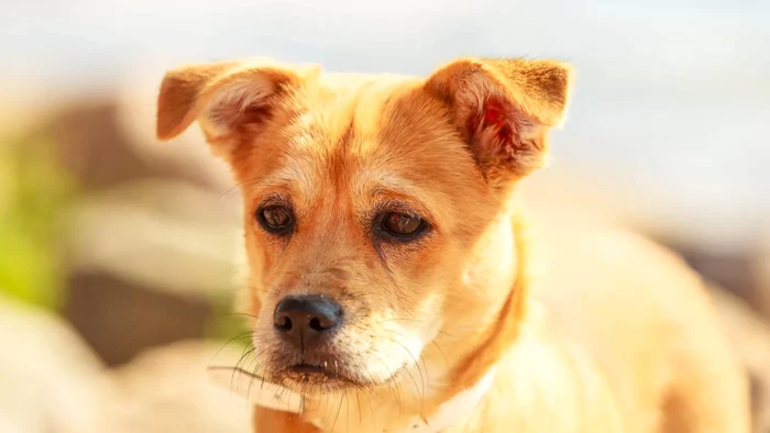 Semnele silențioase care arată că patrupedul tău are dureri.