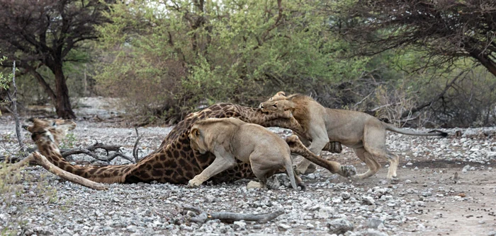 Girafa devorată de lei (foto: Caters)