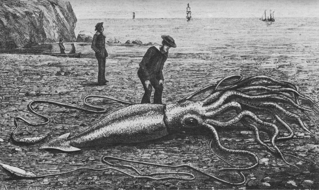 1200px Giant squid catalina2 png png