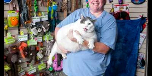 pisica grasa pre nume budha foto Penny Adams.com