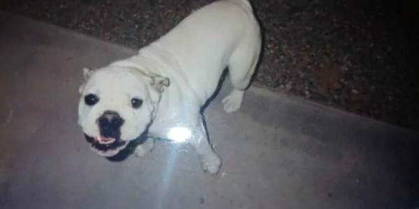 bulldog