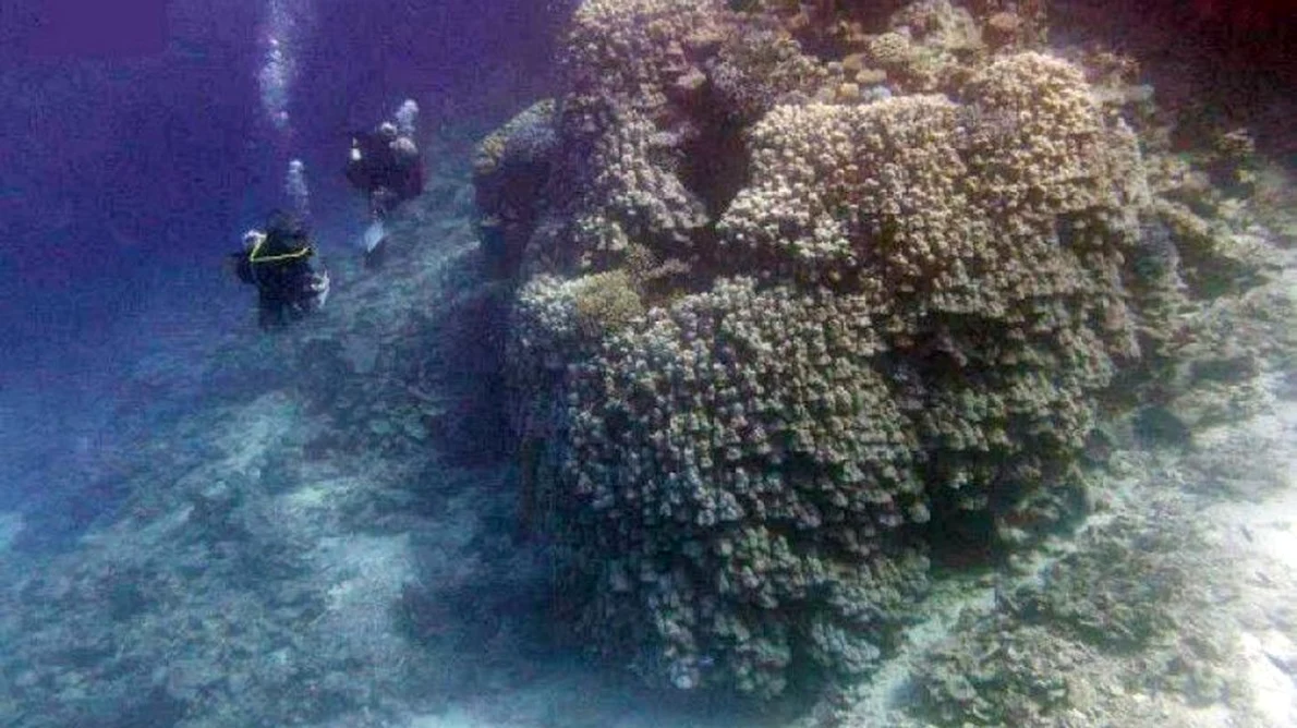 Descoperire rară în Marea Roșie  Experții în științe marine au găsit o colonie de corali cu vârsta de 600 de ani jpeg