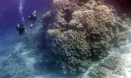 Descoperire rară în Marea Roșie  Experții în științe marine au găsit o colonie de corali cu vârsta de 600 de ani jpeg