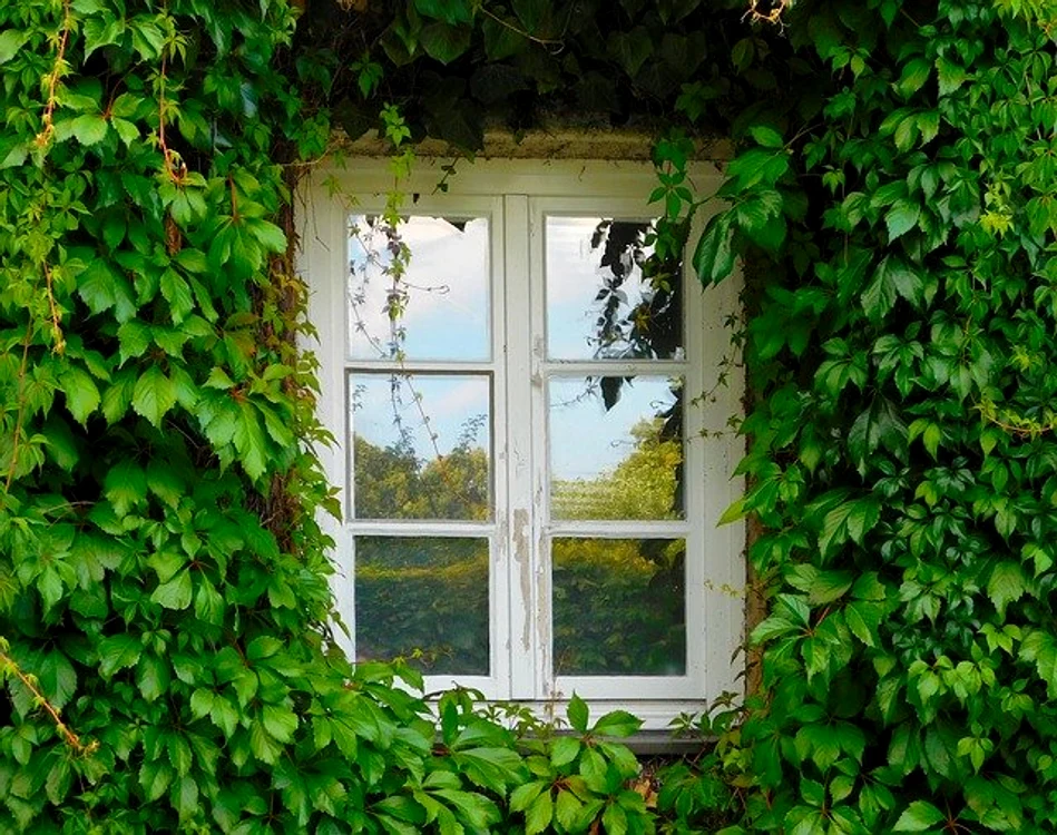 
    Iedera poate fi folosită în tratarea diverselor afecțiunifoto: pixabay.com  