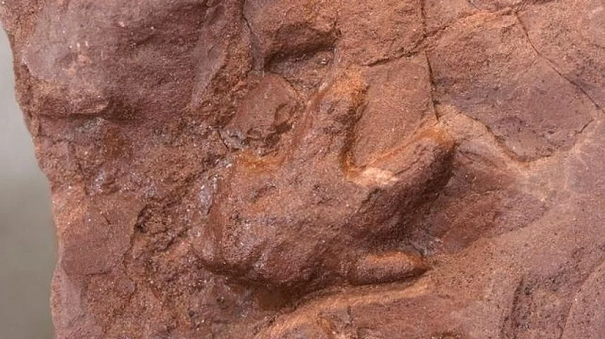 A fost descoperit cel mai vechi cuib de dinozauri jpeg