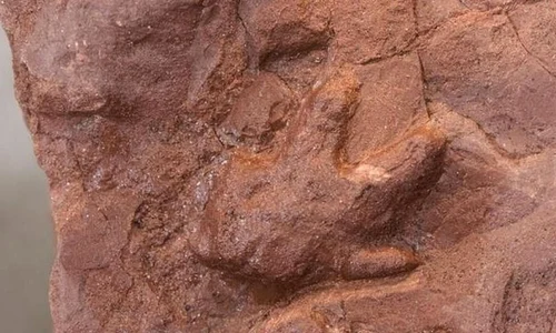 A fost descoperit cel mai vechi cuib de dinozauri jpeg