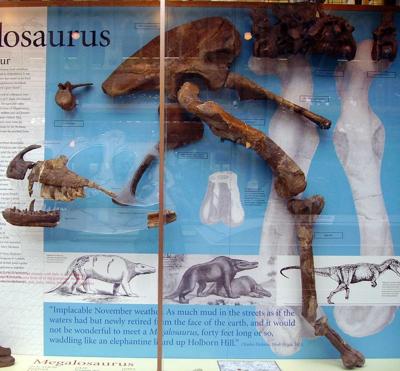Fosile Megalosaurus, expuse la Universitatea din Oxford