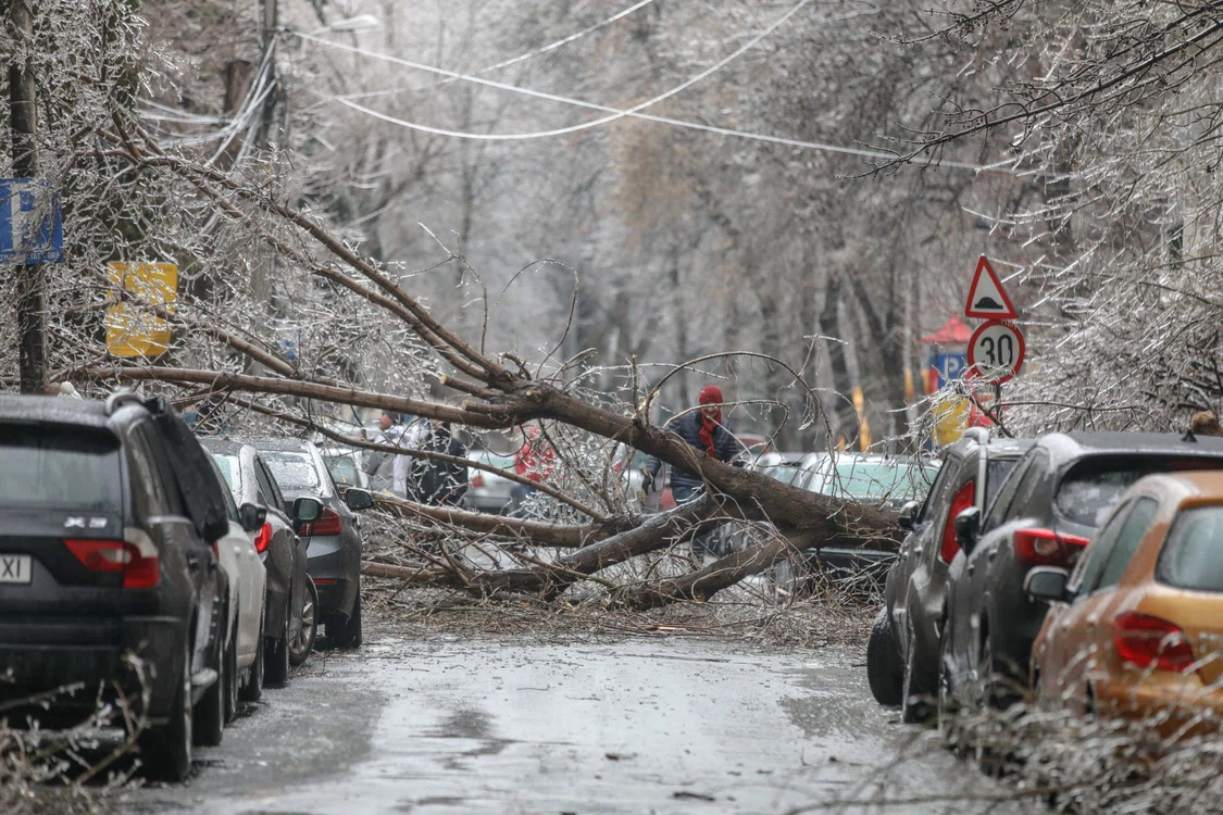 Copac prăbușit peste mașini Foto Inquam Photos (Arhivă)