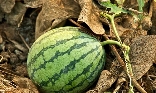 Pepene verde jpeg