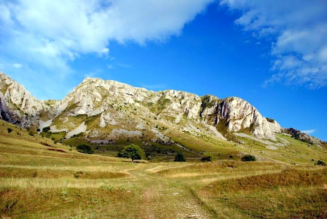 apuseni runc colt de rai
