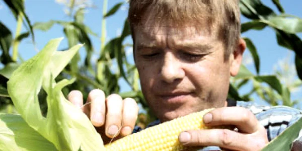 Franţa declară război porumbului modificat genetic
