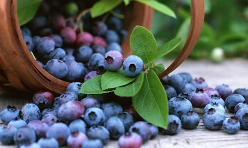 1 63924 original jpg jpeg