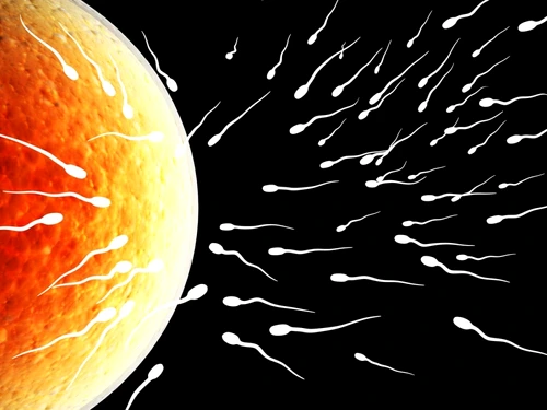Spermatozoizi. FOTO Shutterstock