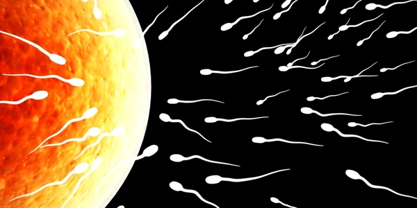 ovul spermatozoizi shutterstock