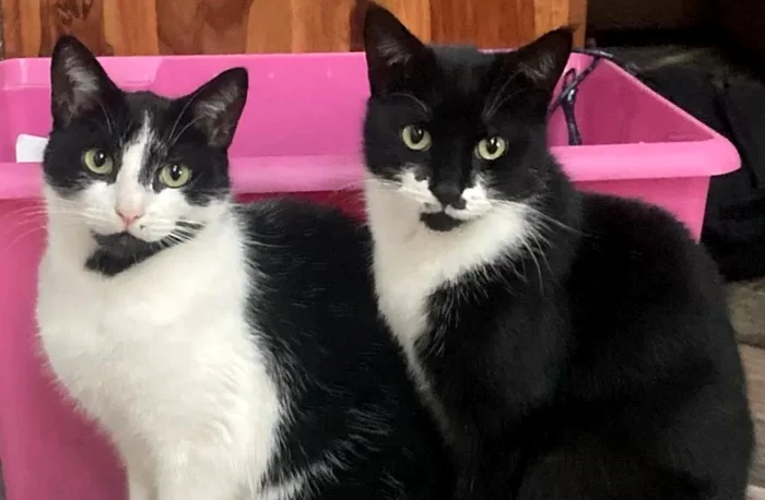 Harry (stânga) are o figură inocentă, dar este, în fapt, un infractor / foto: arhivă personală