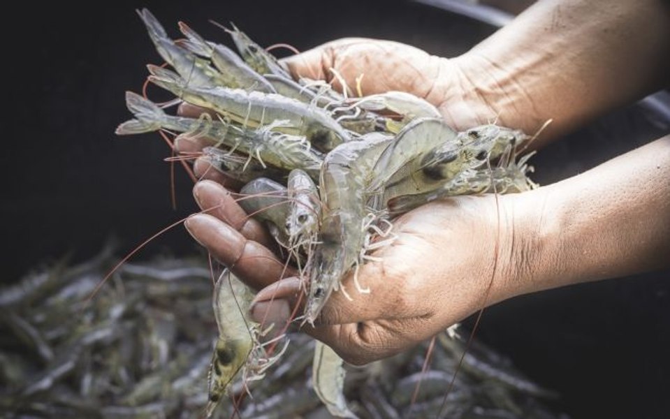 O cooperativă românească se apucă de crescut creveți, după ce a livrat peste o tonă de caviar