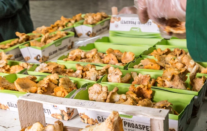 Gălbiorii domnului Chiș iau drumul Europei