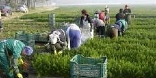 Botoşani: Victimelor li s-au promis salarii de peste 1000 de euro