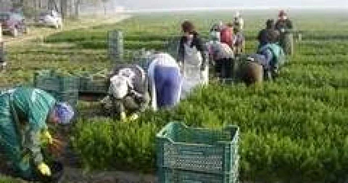 Botoşani: Victimelor li s-au promis salarii de peste 1000 de euro