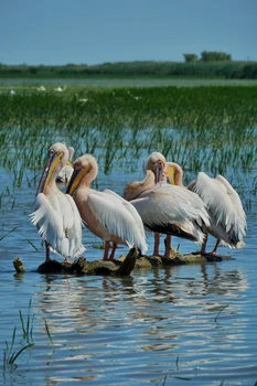 Imagine spectaculoasă din Delta Dunării Foto: Vlad Eftenie