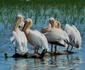 Imagine spectaculoasă din Delta Dunării Foto: Vlad Eftenie