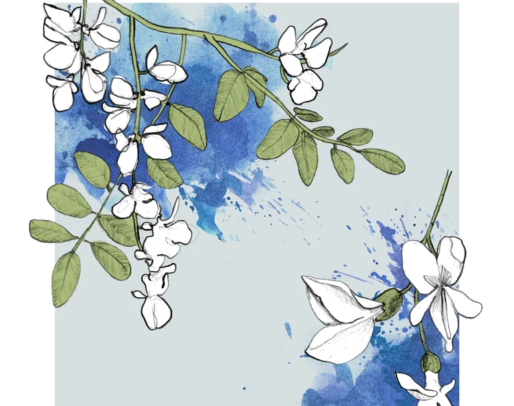 Înmiresmatele flori de salcâm. FOTO: Shutterstock