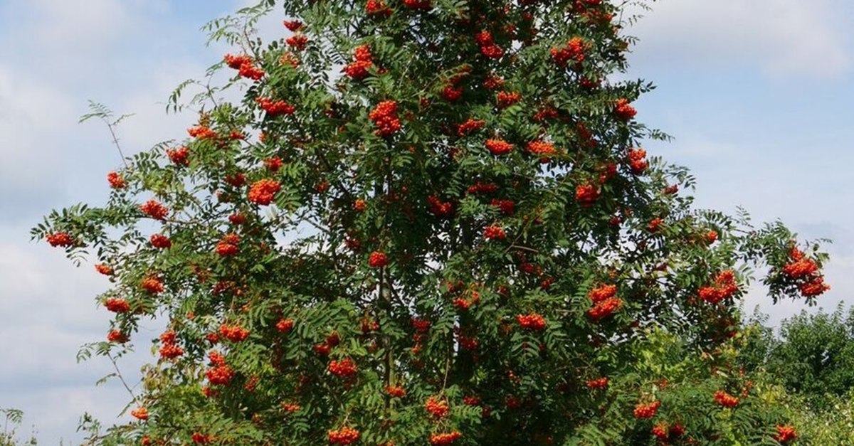 Copacul pe care trebuie să îl plantăm iarna în curte. Rezistă la ...