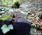 Fosta cale ferată Hunedoara Govajdia Foto Daniel Guță ADEVĂRUL (160) jpg