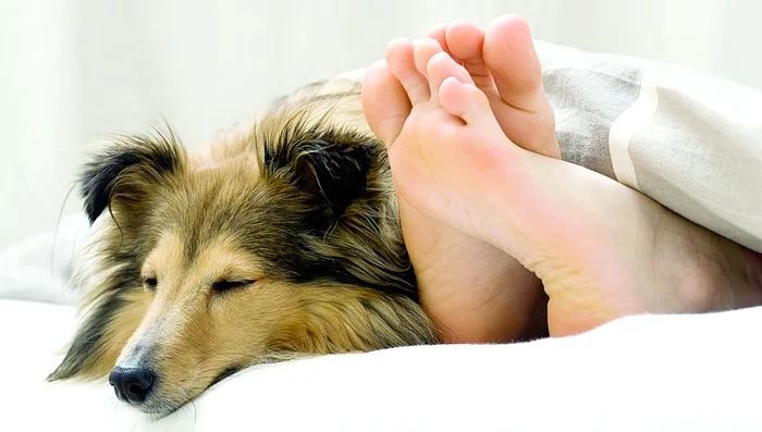 Câinii nu trebuie să aibă acces în locul de dormit al stăpânului (Fotografii: Shutterstock)