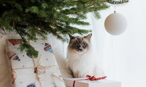 Cum ar ara╠åta lista de dorint╠ªe a pisicii tale daca╠å ar s╠ªti sa╠å i scrie lui Mos╠ª Cra╠åciun jpg