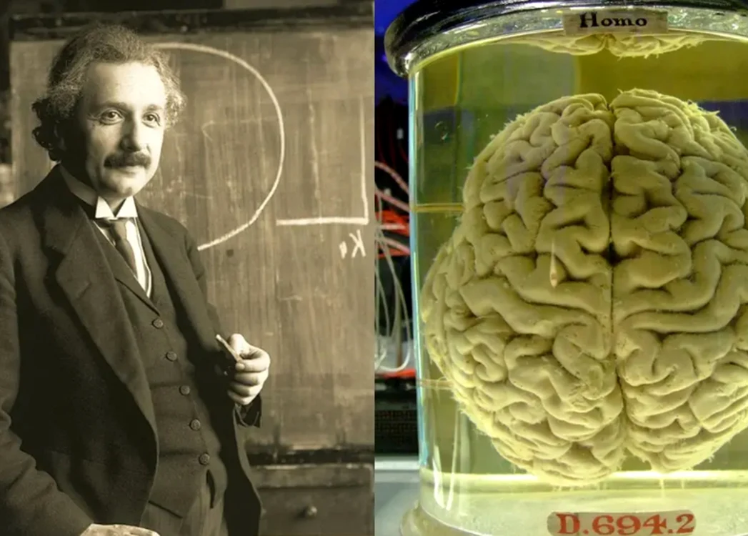Chinezii vor să studieze creierul lui Albert Einstein. Foto: wikimedia