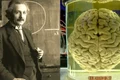 einstein creier chinezi wikimedia jpg