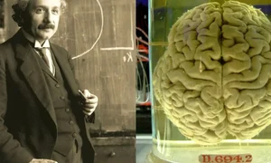 einstein creier chinezi wikimedia jpg