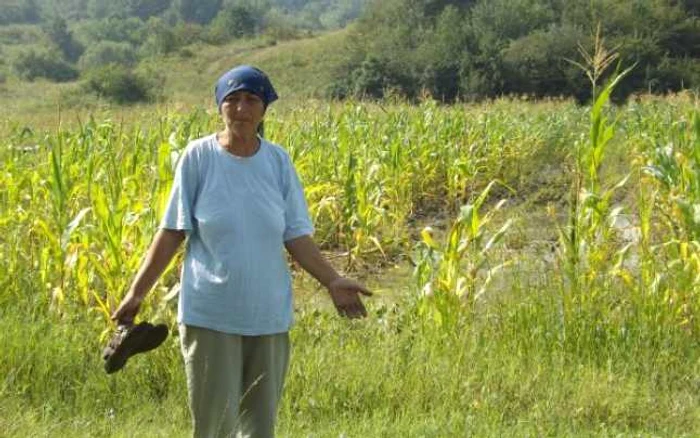 Sanda Almăjan lângă cultura de porumb compromisă FOTO Corina Macavei