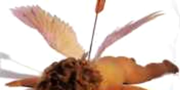 cupidon iasi 